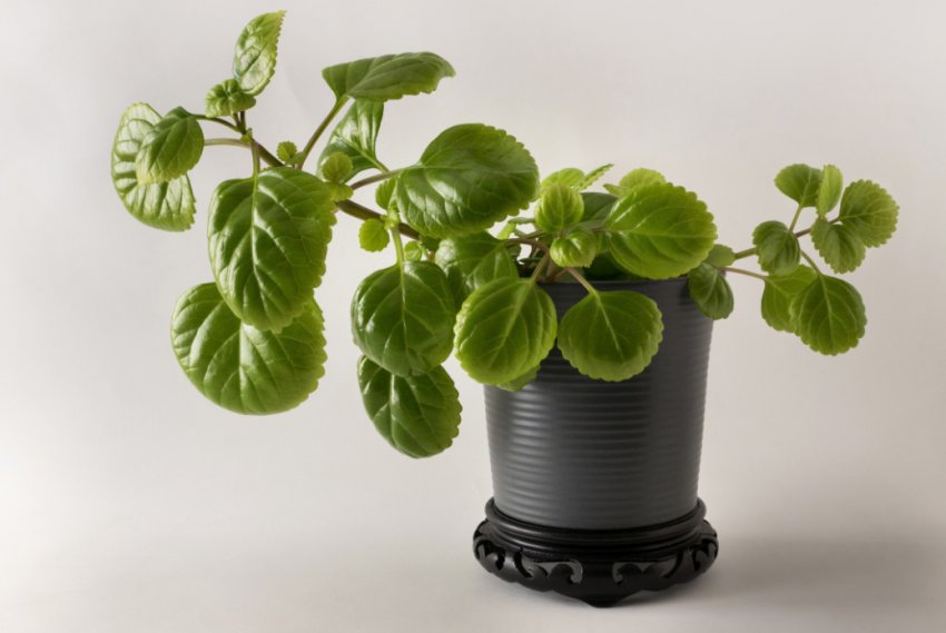 Плектрантус Плектрантус