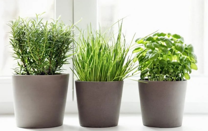 Пряні трави Пряні трави