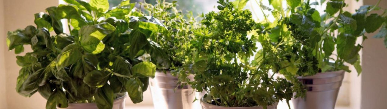 Найароматніші кімнатні рослини: Аромат весни вдома