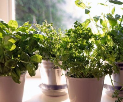 Найароматніші кімнатні рослини: Аромат весни вдома