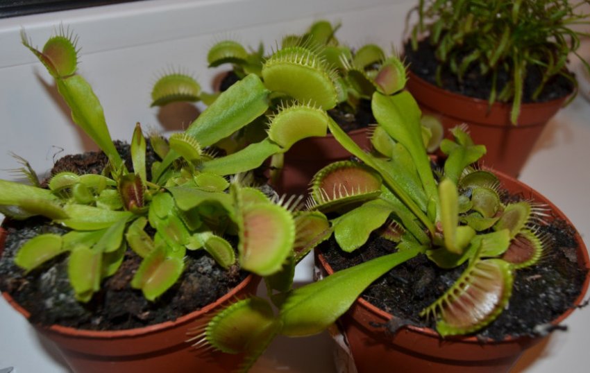 Венерина мухоловка