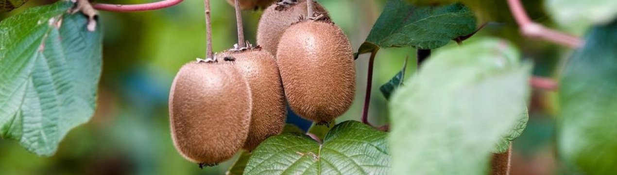 Вирощування екзотичних культур в Україні: Ківі
