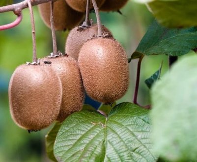 Вирощування екзотичних культур в Україні: Ківі