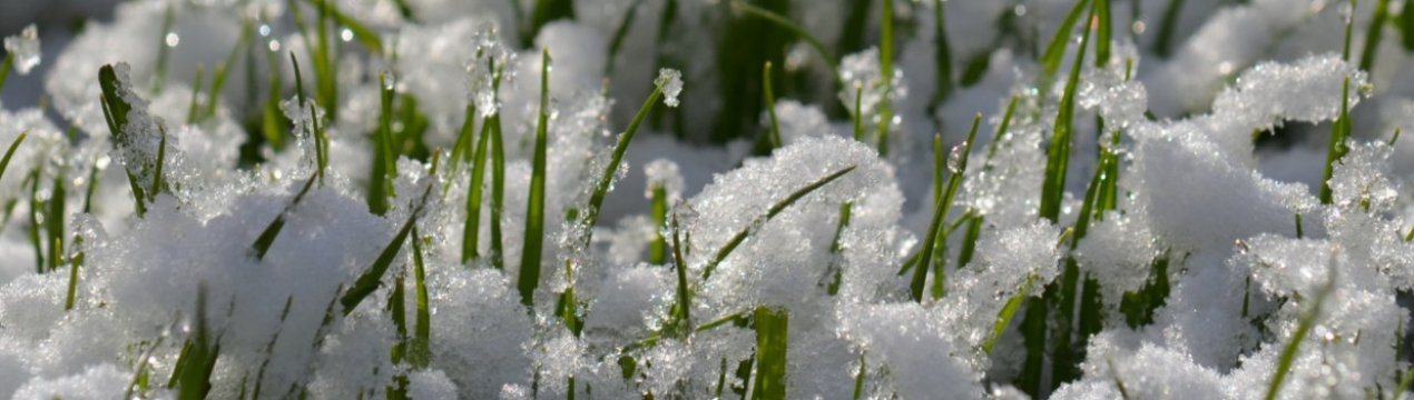 Посіви озимих в Україні все більше страждають від хвороб