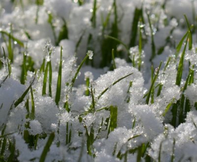 Посіви озимих в Україні все більше страждають від хвороб