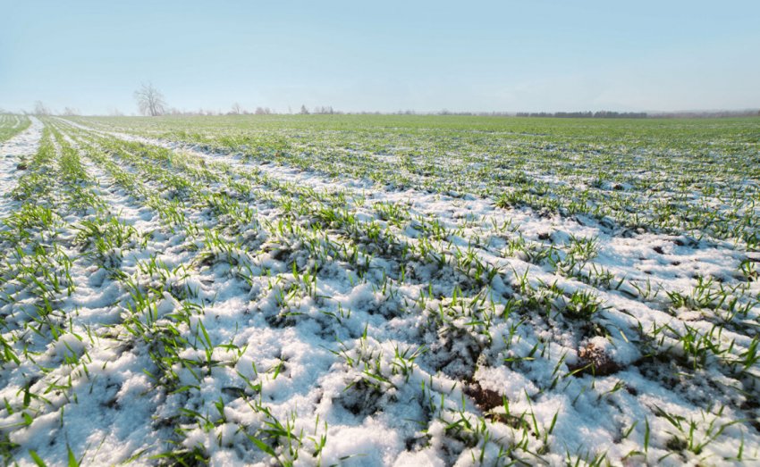 Озимі культури Озимі культури