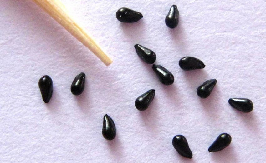 Насіння Дионеи