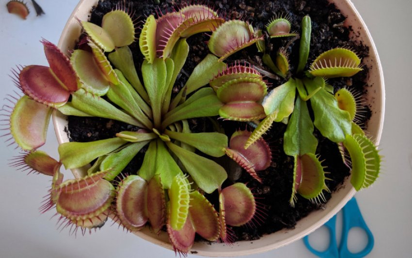 Венерина мухоловка