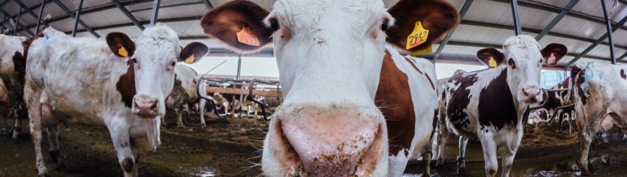 В Тернопільській області з'явиться новий тваринницький комплекс, вартістю в 500 млн. грн