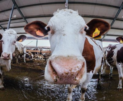 В Тернопільській області з'явиться новий тваринницький комплекс, вартістю в 500 млн. грн