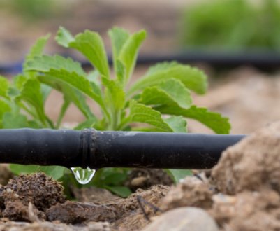 Боїться чи нехай клаптик полив морозів? Як за ним доглядати взимку?