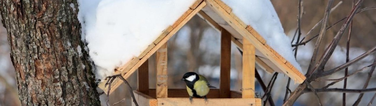 Що більше люблять птахи: що можна і неможна сипати в годівницю?