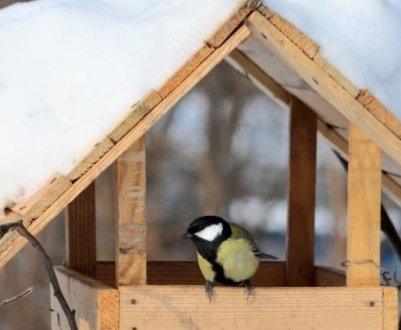 Що більше люблять птахи: що можна і неможна сипати в годівницю?