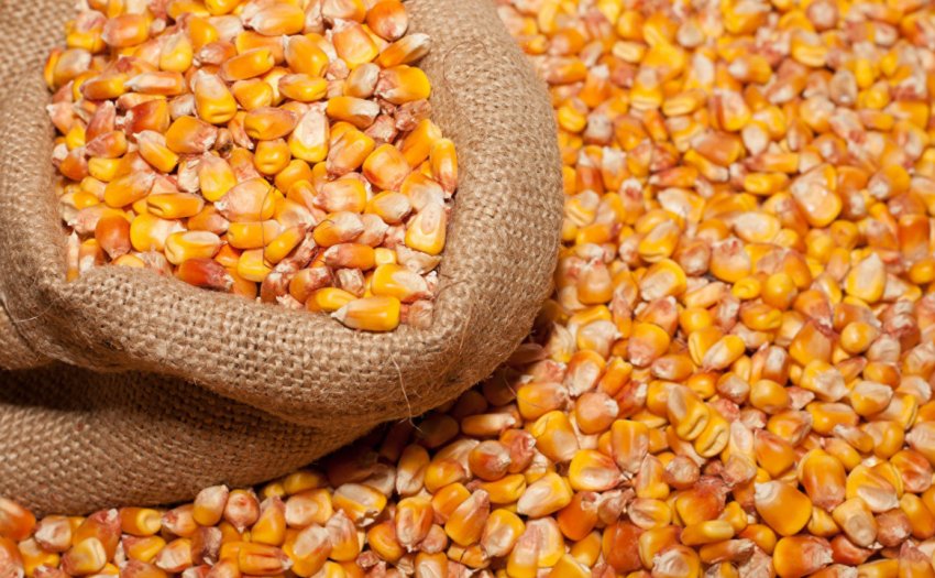 Ціни на кукурудзу Ціни на кукурудзу