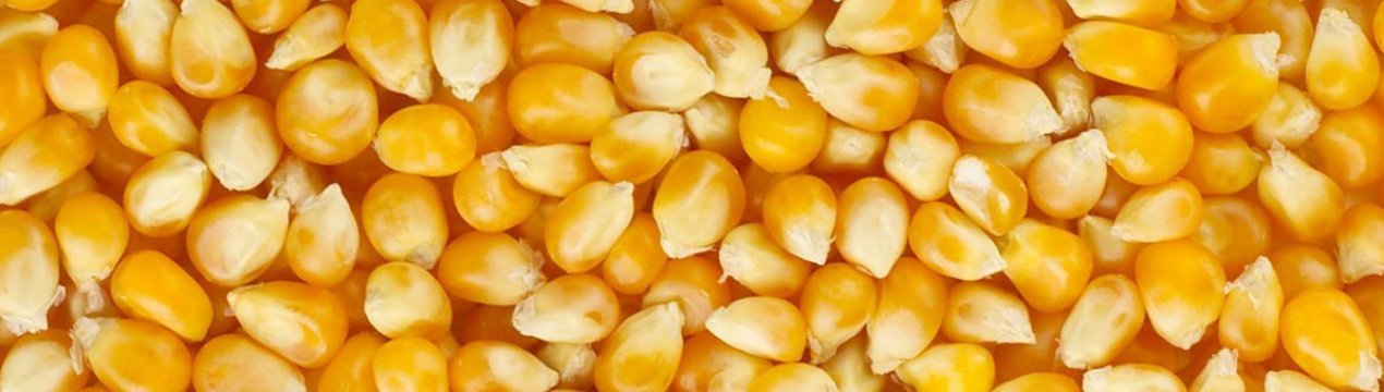 Вартість українського кукурудзи на світовому ринку зростає