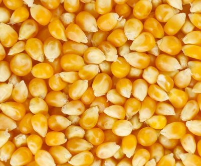 Вартість українського кукурудзи на світовому ринку зростає