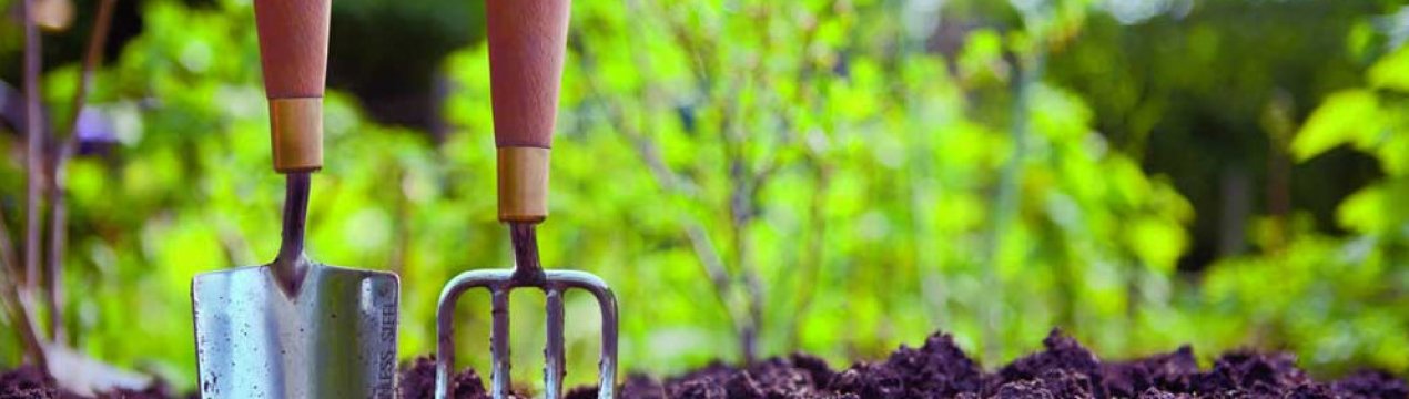 3 добрива для городу, які використовували ще наші бабусі