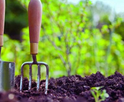 3 добрива для городу, які використовували ще наші бабусі