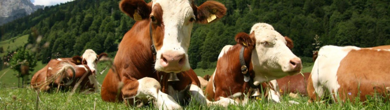 За програмою держпідтримки тваринництва в Україні виплачено 300 млн грн