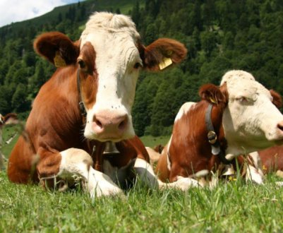 За програмою держпідтримки тваринництва в Україні виплачено 300 млн грн