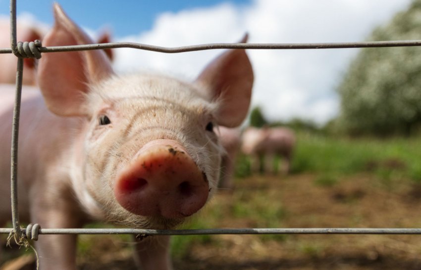 Животноводство в Україні