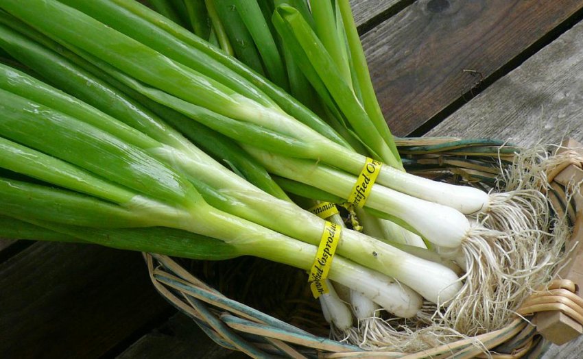 Ріст цін на зелений цибульний перів Ріст цін на зелений цибульний перів