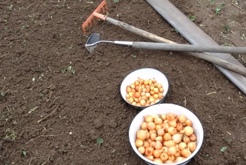 Посадка озимої цибулі