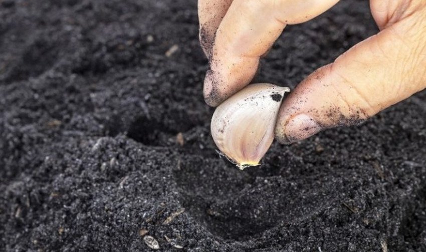 Посадка озимого часнику