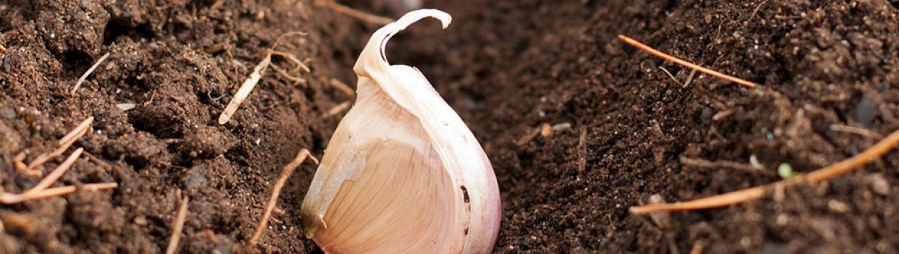 Садим озимі часник та цибулю: коли найдоцільніше це робити?