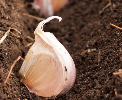 Садим озимі часник та цибулю: коли найдоцільніше це робити?
