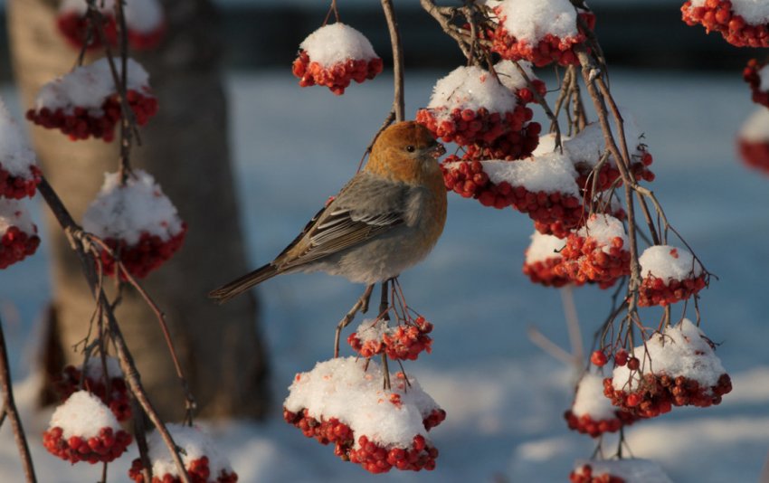 Птахи на ділянці Птахи на ділянці