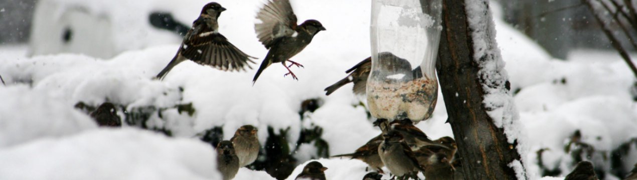 Птахи в зимовому саду: користь чи шкода?