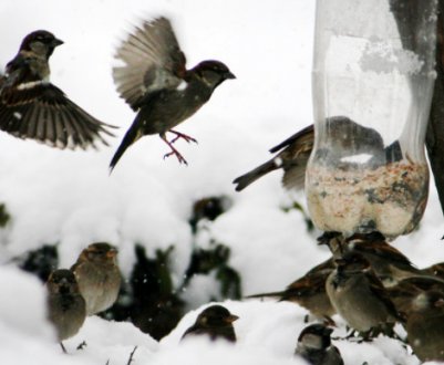 Птахи в зимовому саду: користь чи шкода?