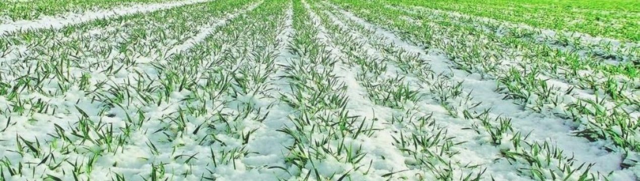 Українські озимини добре переносять зимові холоди