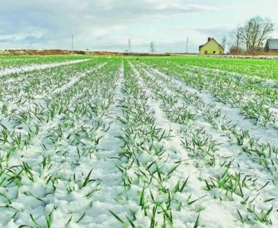 Українські озимини добре переносять зимові холоди