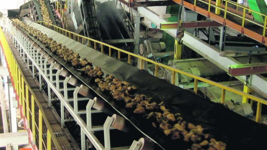 Переробка цукрової свекли