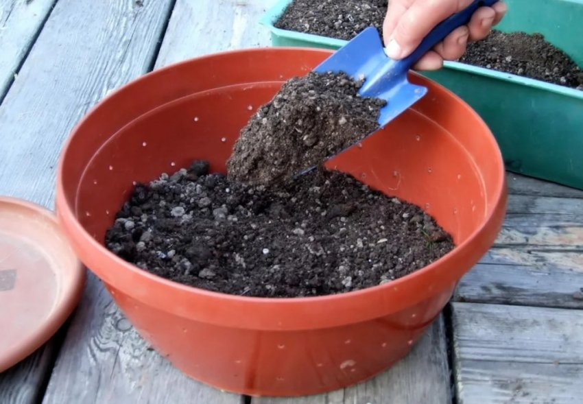 Почва для посадки рассады
