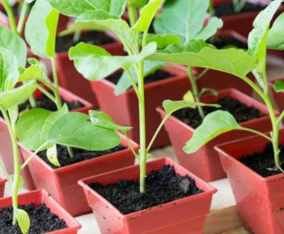 Як готувати ґрунт для посадки розсади?