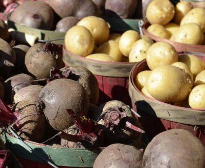 Названа область з найвищою врожайністю картоплі та буряка в 2020 році