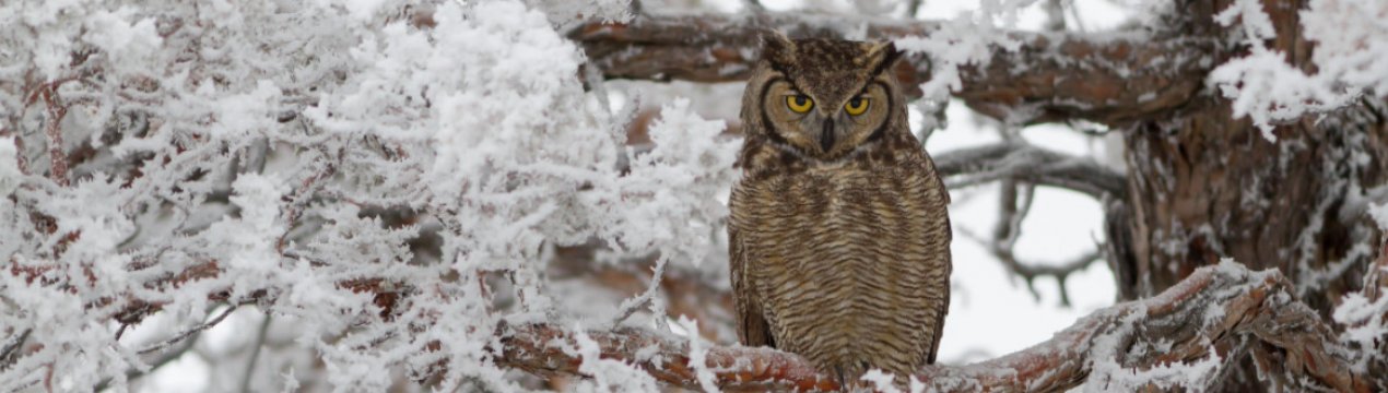 Якщо на дачі зимують сови: це добре, чи варто боротися?