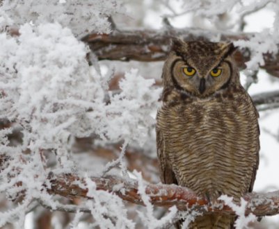 Якщо на дачі зимують сови: це добре, чи варто боротися?
