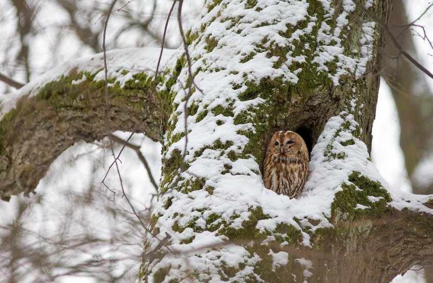 Зимівля сов Зимівля сов
