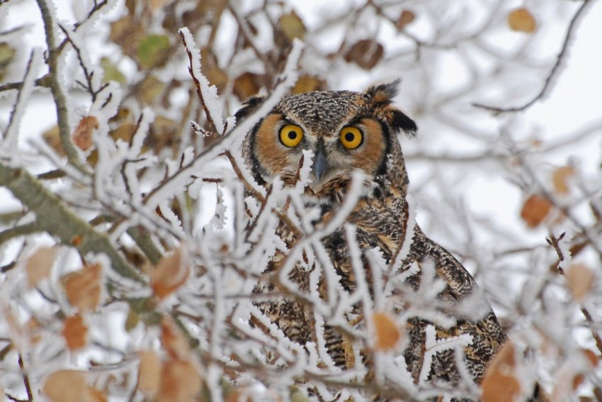 Сова на дереві Сова на дереві