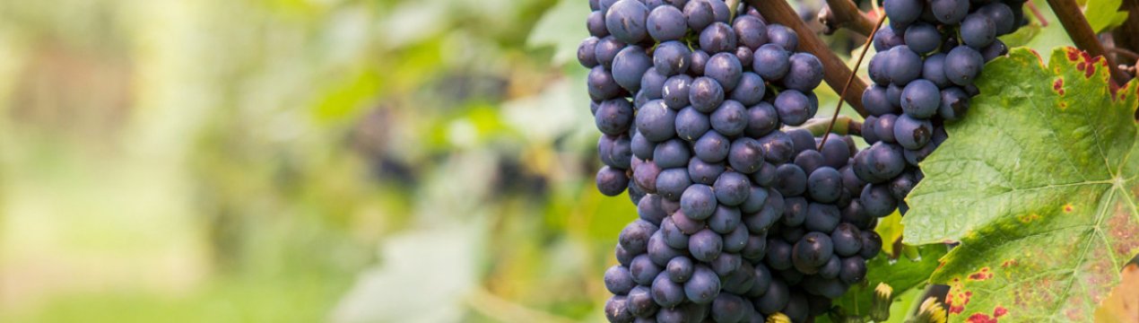 Нульові мита на вино з ЄС негативно позначаться на українському виноградарстві