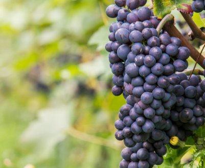 Нульові мита на вино з ЄС негативно позначаться на українському виноградарстві