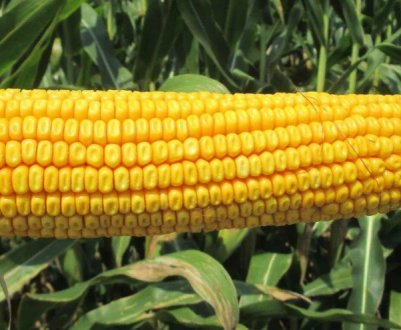 Стало відомо про найпопулярніші гібриди кукурудзи 2020 року