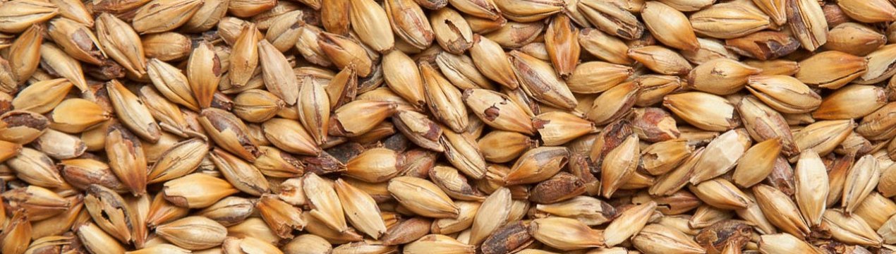 Китай активізував імпорт в країну українського ячменю