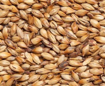 Китай активізував імпорт в країну українського ячменю