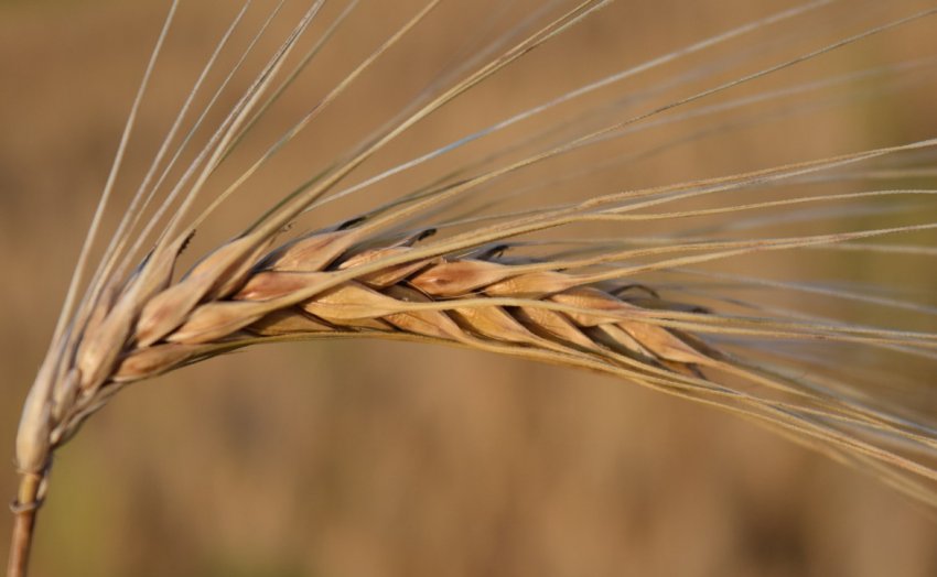 Ячмінь Ячмінь