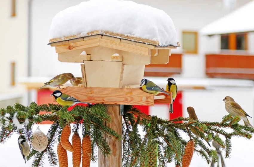 Приваблення птахів в сад зимою Приваблення птахів в сад зимою
